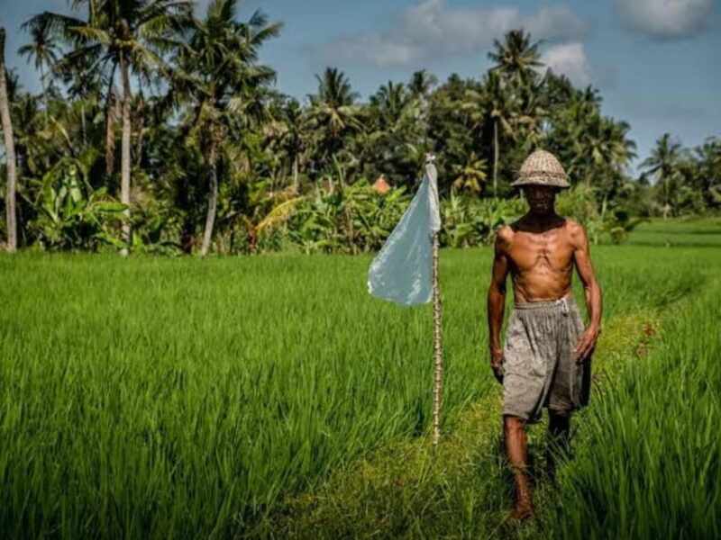 From Bali: Night Fireflies Tour in Rural Life With Dinner - Bamboo Forest and Rice Fields
