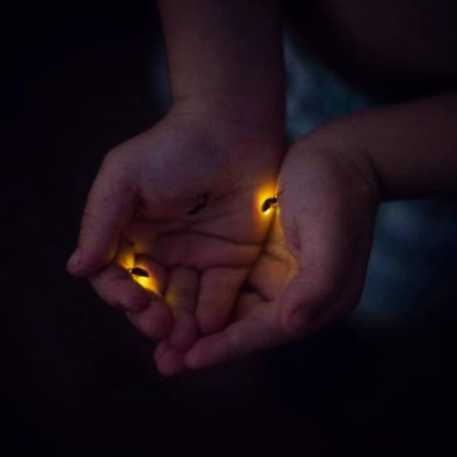 From Bali: Night Fireflies Tour in Rural Life With Dinner - Inclusions and Considerations