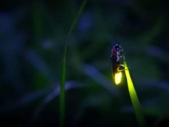 From Bali: Night Fireflies Tour in Rural Life With Dinner - Frequently Asked Questions