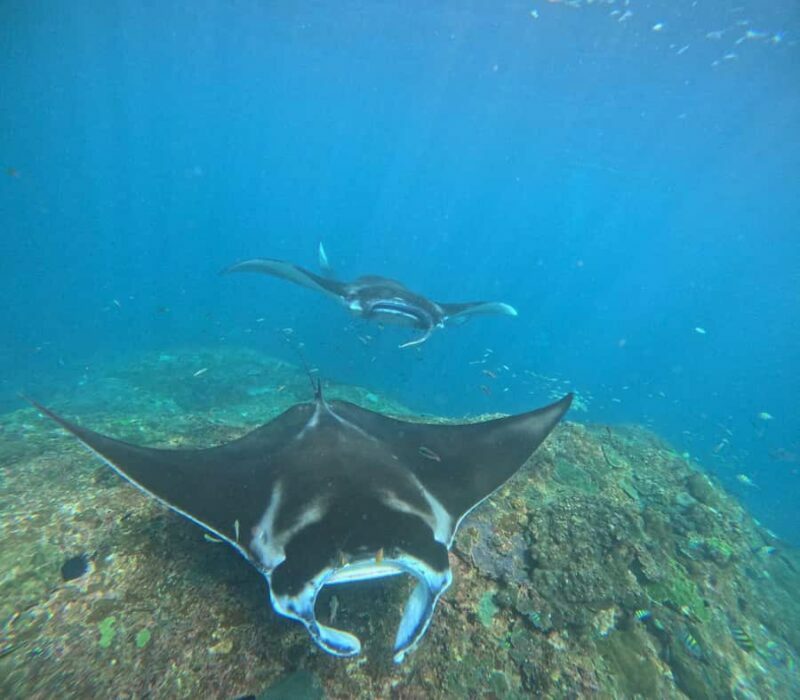 From Bali: Nusa Penida 3 Spots Snorkeling Tour & West Island - Practical Aspects to Keep in Mind