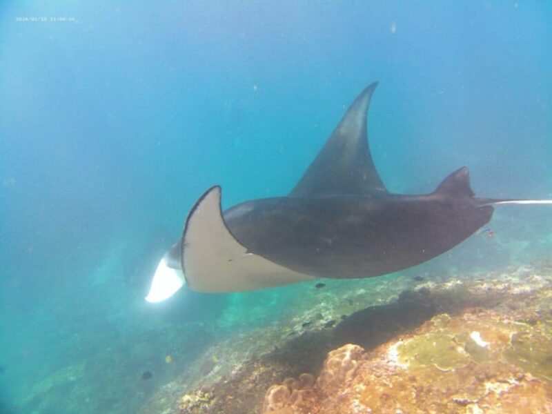From Bali: Nusa Penida Day Tour With Private Snorkelling - Tour Overview