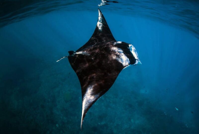 From Bali: Nusa Penida Snorkeling & Island Day Tour All Incl - Key Points