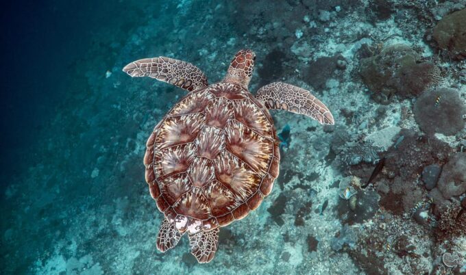 From Bali: Nusa Penida Snorkeling & Island Day Tour All Incl - Recommendations and Restrictions