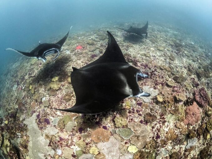 From Bali: Nusa Penida Snorkeling & Island Day Tour All Incl - Customer Reviews