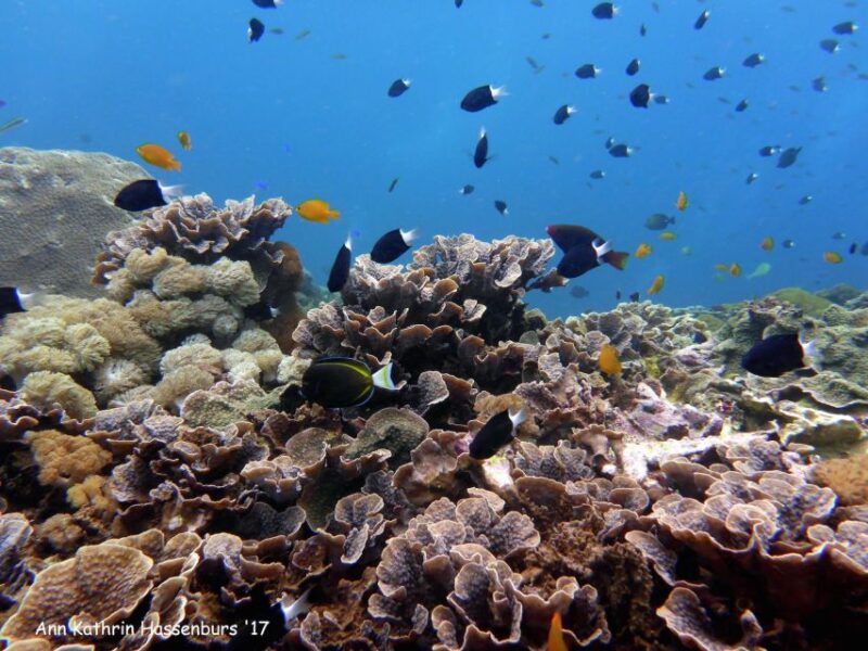 From Bali: Nusa Penida Snorkeling & Island Tour Special Trip - Tour Inclusions