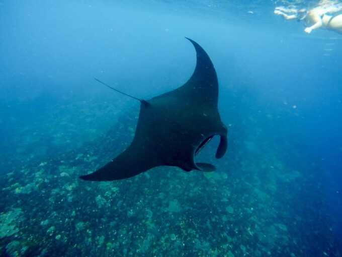 From Bali: Nusa Penida Snorkeling & Island Tour Special Trip - Important Information