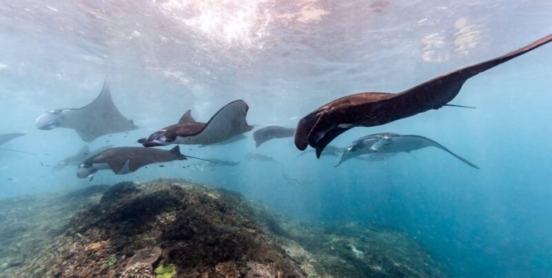From Bali Snorkling Manta Point Nusa Penida & Land Tours - Manta Ray Encounter