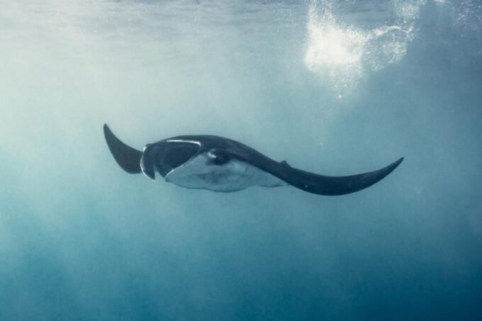 From Bali Snorkling Manta Point Nusa Penida & Land Tours - Boat Transportation