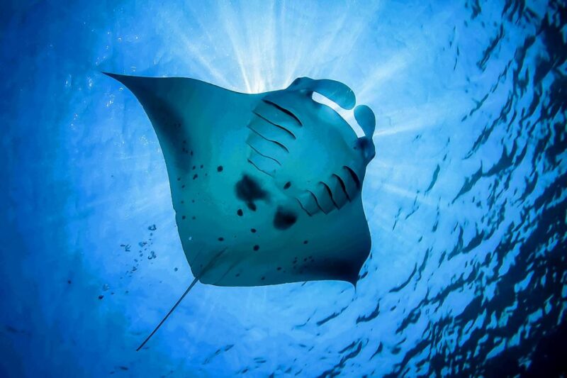 From Bali: Swim With Manta Rays in Nusa Penida - Key Points
