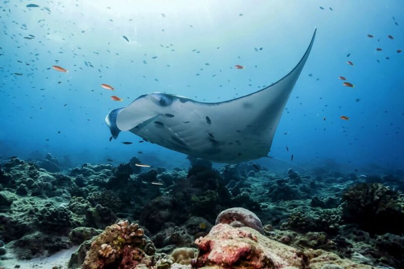 From Bali: Swim With Manta Rays in Nusa Penida - Getting to Nusa Penida