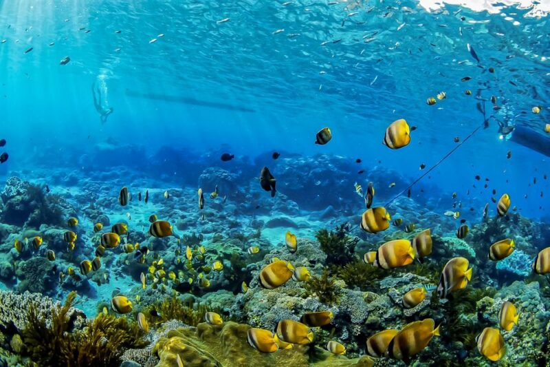 From Bali: Swim With Manta Rays in Nusa Penida - Onboard Amenities