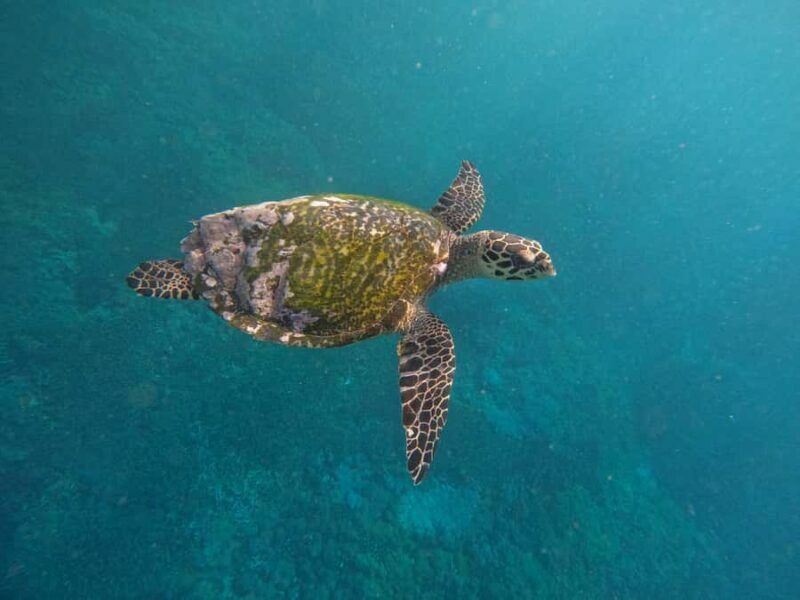 From Bali to Nusa Penida and Snorkel with Manta Ray + Lunch - The Sum Up