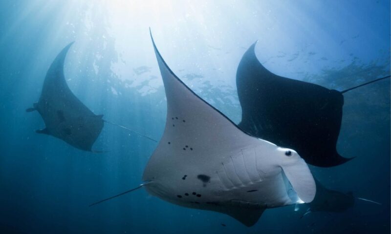 From Bali: West Nusa Penida & Snorkeling Small Group Tour - Pickup and Transportation
