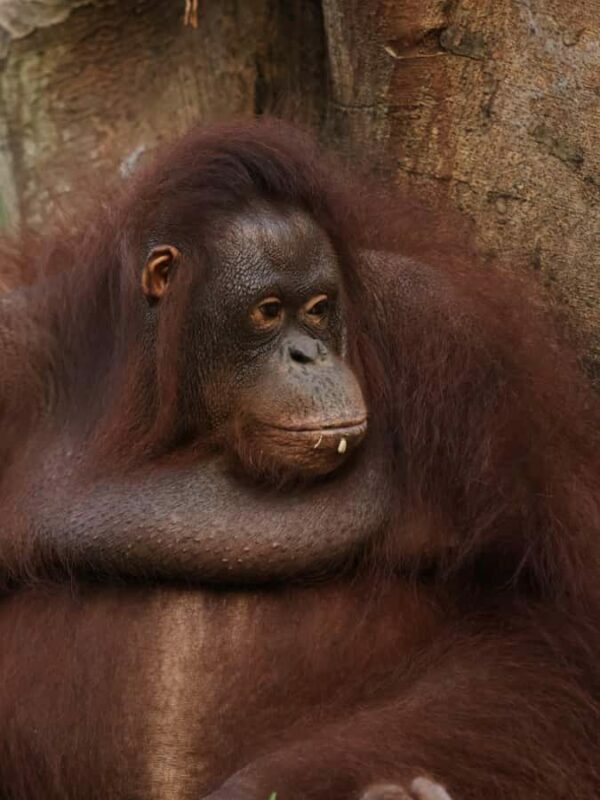 From Bali: Zoo Breakfast with Orangutans & Elephant Bath - Introducing the Bali Zoo Breakfast with Orangutans & Elephant Bath Tour