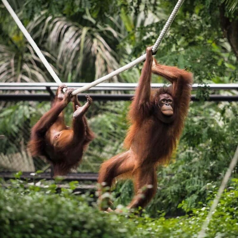 From Bali: Zoo Breakfast with Orangutans & Elephant Bath - The Authenticity and Value of the Experience