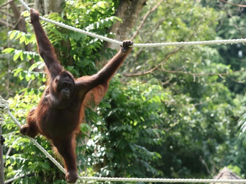 From Bali: Zoo Breakfast with Orangutans & Elephant Bath - In The Sum Up