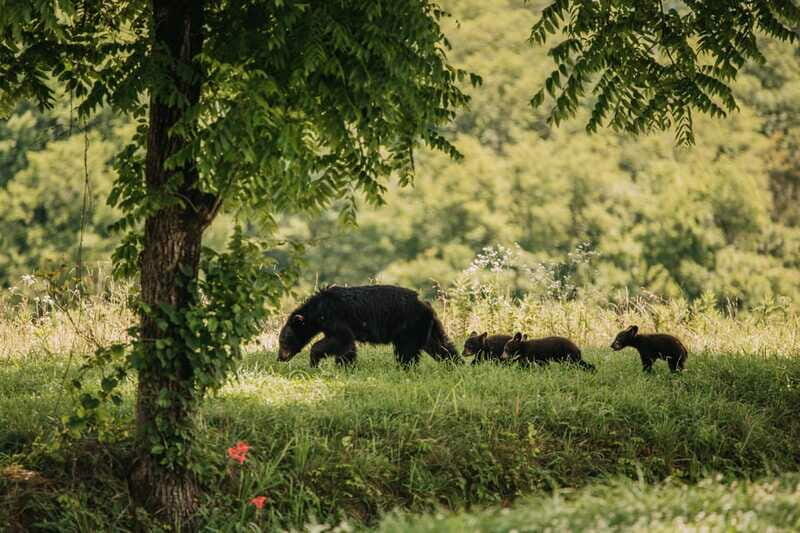 From Banff: Banff Wildlife & Scenic Highlights Premium Tour - Pricing and Value