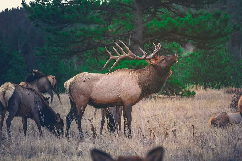 From Banff: Banff Wildlife & Scenic Highlights Premium Tour - Wildlife Sightings: How Common Are They?