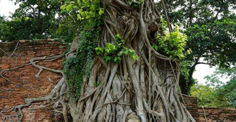 From Bangkok: Ayutthaya & Khao Yai National Park Day Trip - Visiting Khao Yai