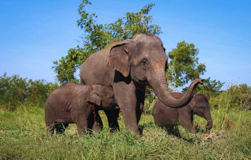 From Bangkok: Elephant Park Tour with Feeding & Mud Spa - Insights from Travelers Reviews