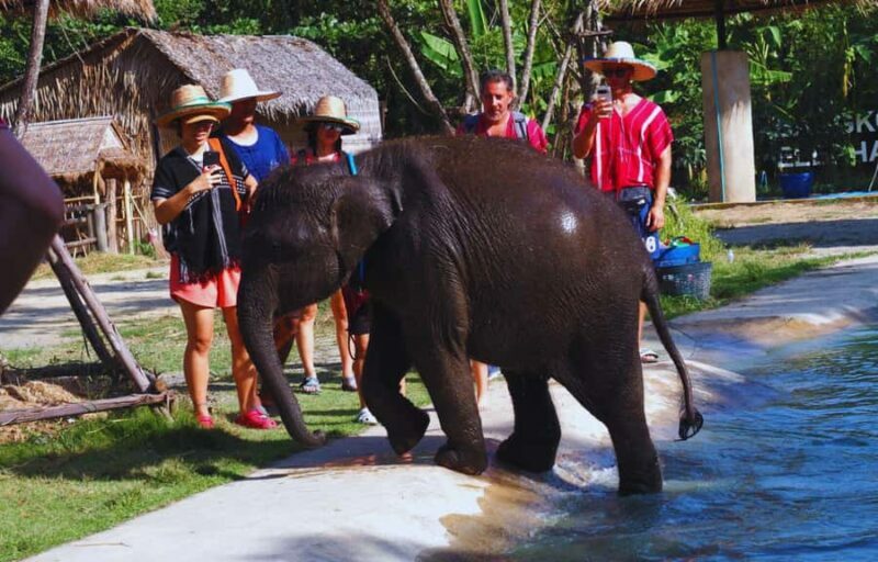 From Bangkok: Elephant Park Tour with Feeding & Mud Spa - Analyzing the Value
