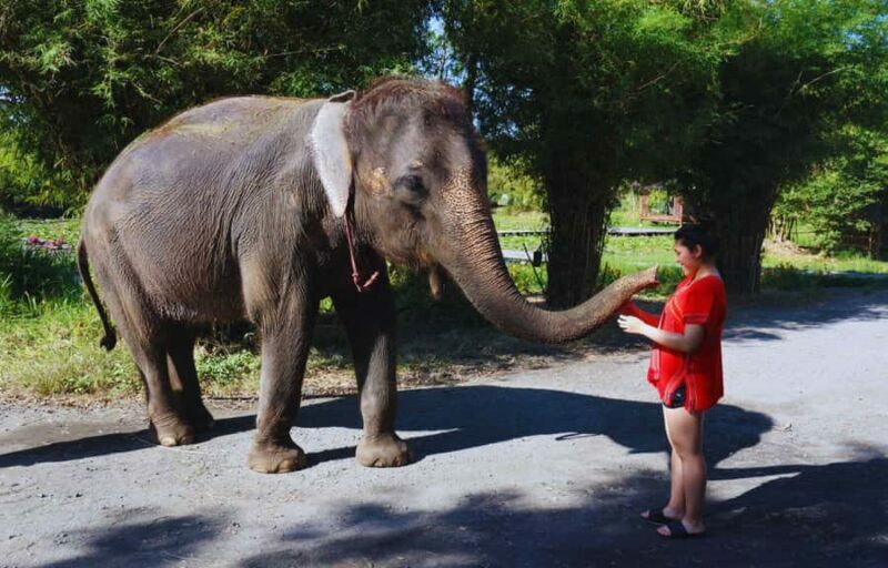 From Bangkok: Elephant Park Tour with Feeding & Mud Spa - Who Should Consider This Tour?