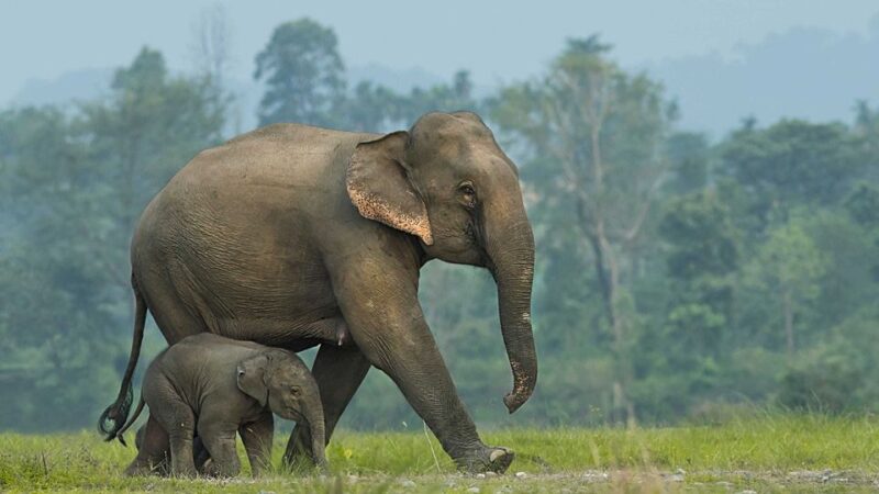 From Bangkok: ElephantsWorld Kanchanaburi 2-Day Experience - Itinerary and Activities