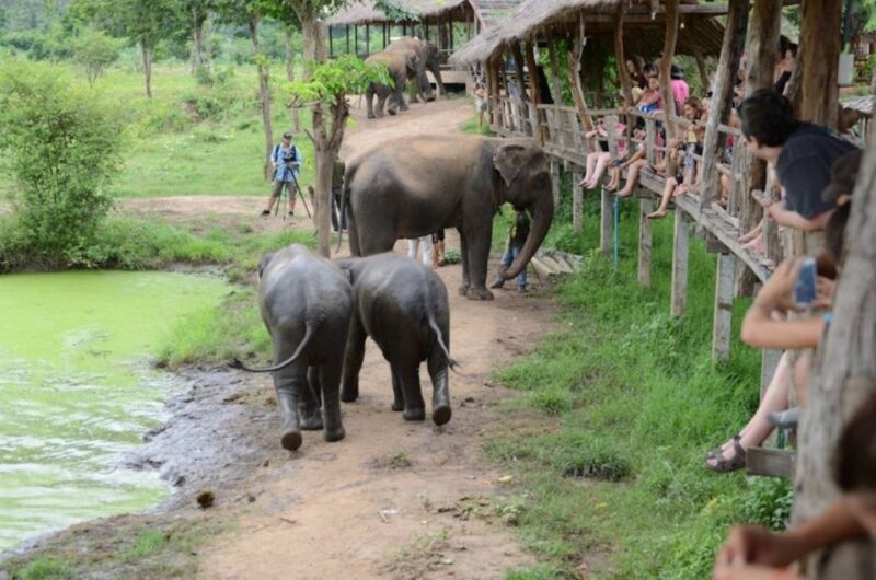 From Bangkok: ElephantsWorld Kanchanaburi 2-Day Experience - Accommodation and Meals