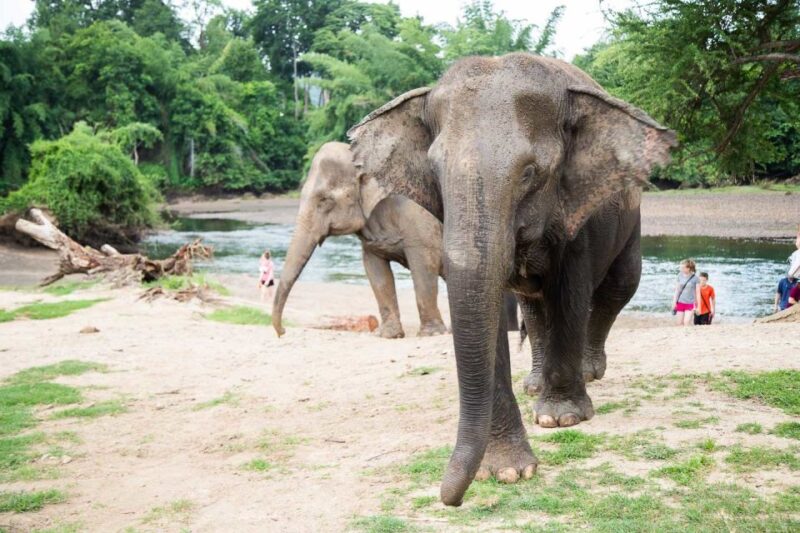 From Bangkok: ElephantsWorld Kanchanaburi 2-Day Experience - Admission and Fees