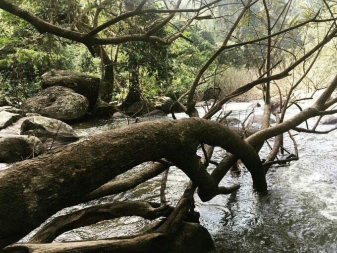 From Bangkok: Khao Yai National Park Jungle Trek With Lunch - Dietary Restrictions