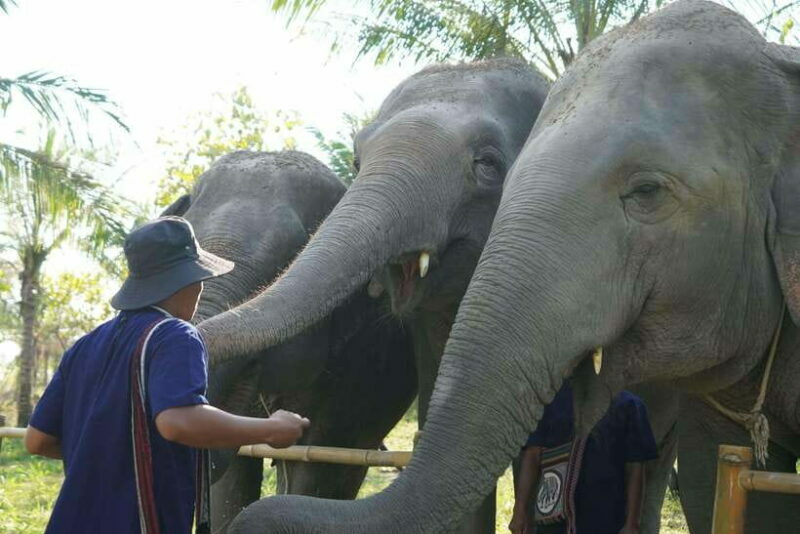 From Bangkok: Living Green Elephant Sanctuary Day Trip - Key Points
