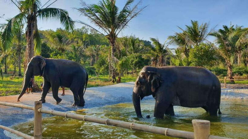 From Bangkok: Living Green Elephant Sanctuary Day Trip - A Detailed Look at the Experience