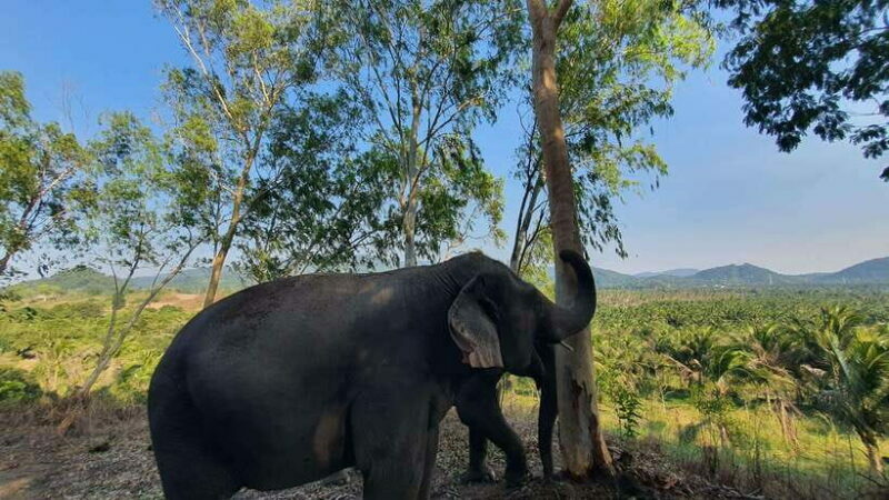 From Bangkok: Living Green Elephant Sanctuary Day Trip - Final Thoughts