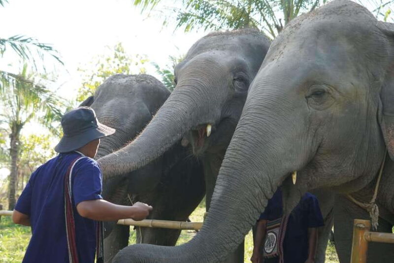 From Bangkok: Living Green Elephant Sanctuary Day Trip - Transportation and Meeting Points