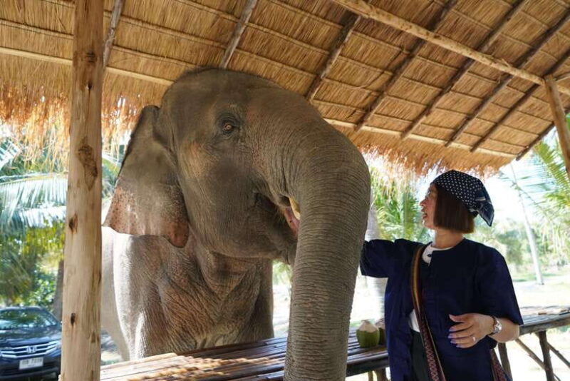 From Bangkok: Living Green Elephant Sanctuary Day Trip - Important Information and Recommendations
