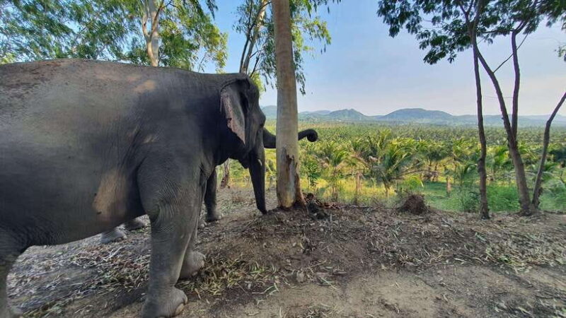 From Bangkok: Living Green Elephant Sanctuary Day Trip - Customer Reviews and Ratings