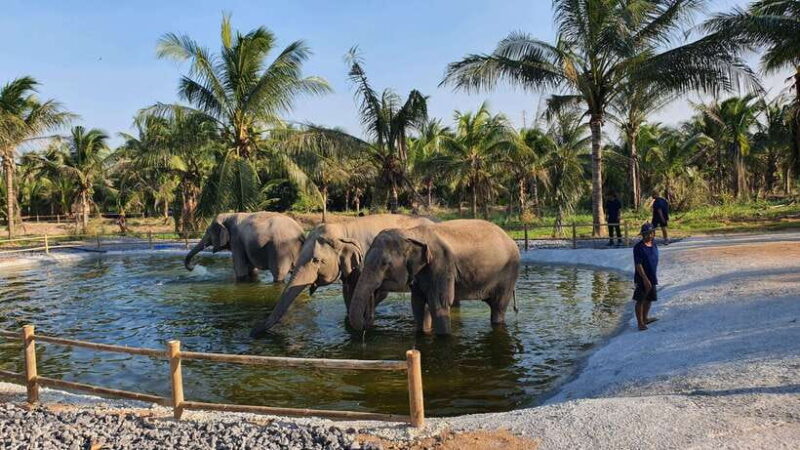 From Bangkok: Living Green Elephant Sanctuary Day Trip - What to Expect at the Living Green Elephant Sanctuary