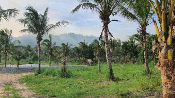 From Bangkok: Living Green Elephant Sanctuary Day Trip - Why Choose the Living Green Elephant Sanctuary?