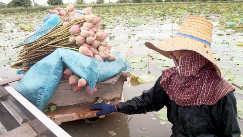 From Bangkok: Mahasawat Canal and Farm With Lunch - Experience Highlights