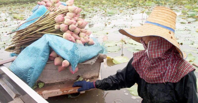 From Bangkok: Mahasawat Canal and Farm With Lunch - Itinerary Details
