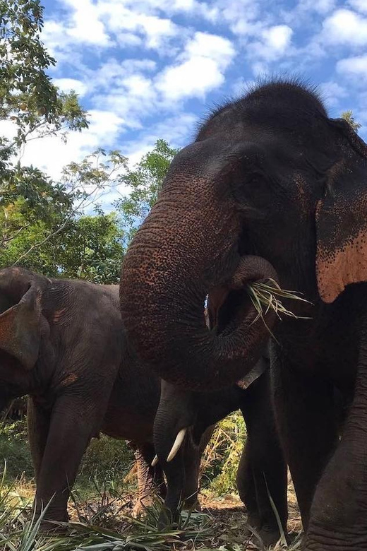 From Bangkok: Pattaya Ethical Elephant Sanctuary Day Trip - Itinerary Overview