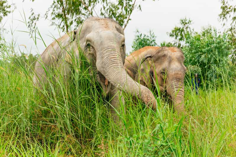 From Bangkok: Pattaya Ethical Elephant Sanctuary Day Trip - Ethical Elephant Care