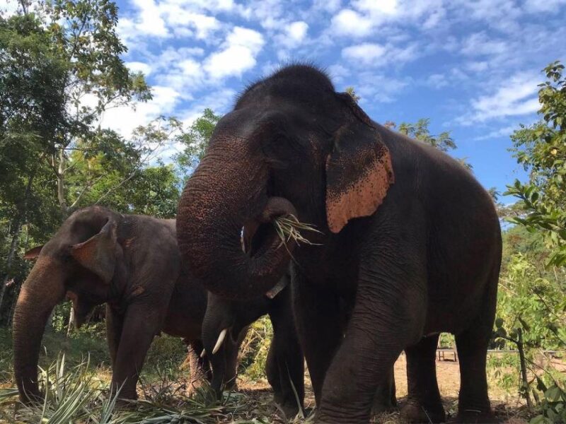 From Bangkok: Pattaya Ethical Elephant Sanctuary Day Trip - Interaction With Elephants