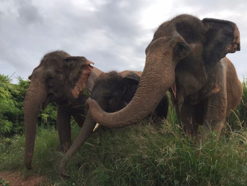 From Bangkok: Pattaya Ethical Elephant Sanctuary Day Trip - Pampering Experience