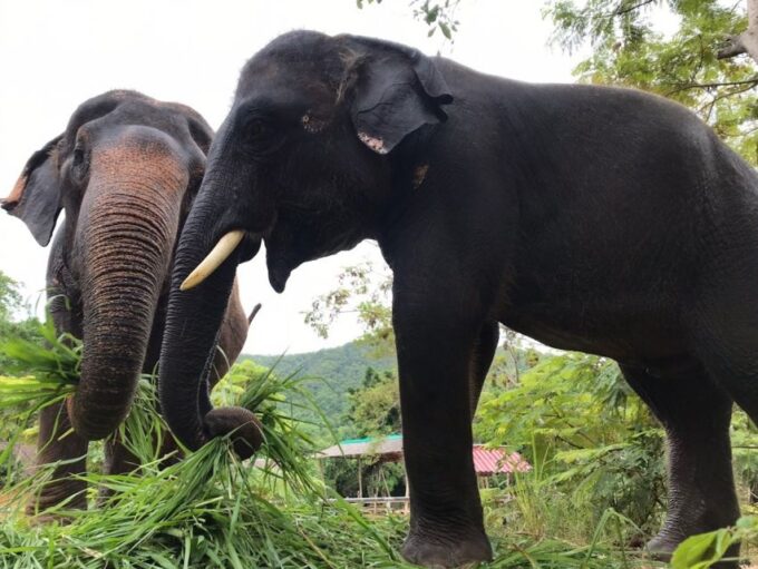 From Bangkok: Pattaya Ethical Elephant Sanctuary Day Trip - Accessibility and Safety