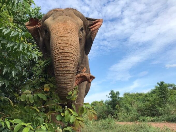 From Bangkok: Pattaya Ethical Elephant Sanctuary Day Trip - Frequently Asked Questions