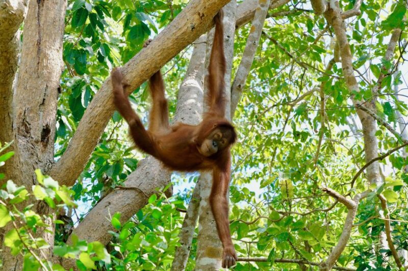 From Bangkok: Wildlife Rescue and Elephant Rescue Tour - Experience Highlights