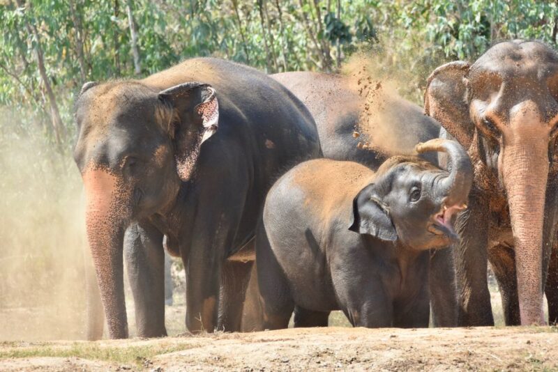 From Bangkok: Wildlife Rescue and Elephant Rescue Tour - Itinerary and Schedule