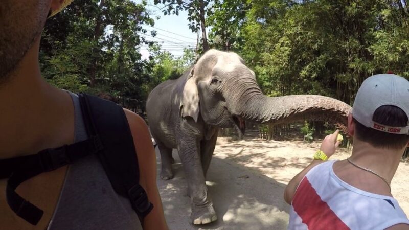 From Bangkok: Wildlife Rescue and Elephant Rescue Tour - Ethical Commitment