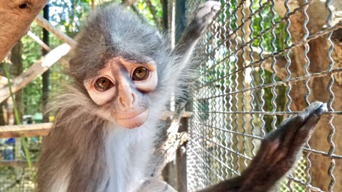 From Bangkok: Wildlife Rescue and Elephant Rescue Tour - Customer Reviews